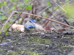 Cyanistes caeruleus