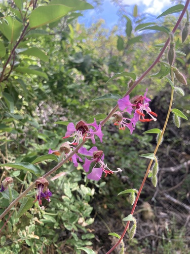 iNaturalist observation photo of Elegant Clarkia