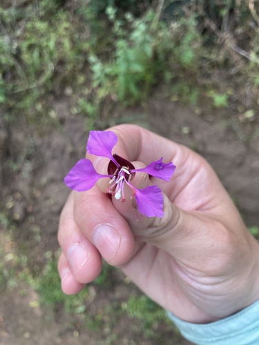 iNaturalist observation photo of Elegant Clarkia