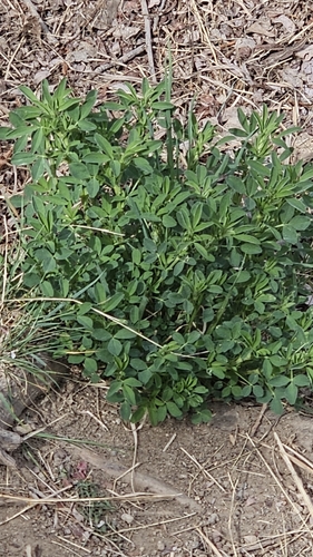 Alfalfa (Medicago sativa)