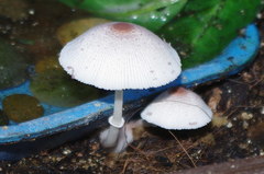 Leucocoprinus ianthinus