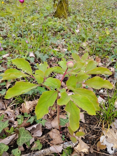 Caucasus Peony (Paeonia caucasica)