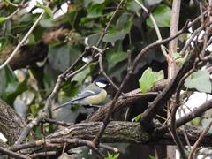 Parus major