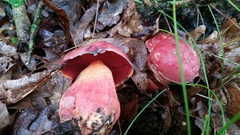 Boletus rubroflammeus