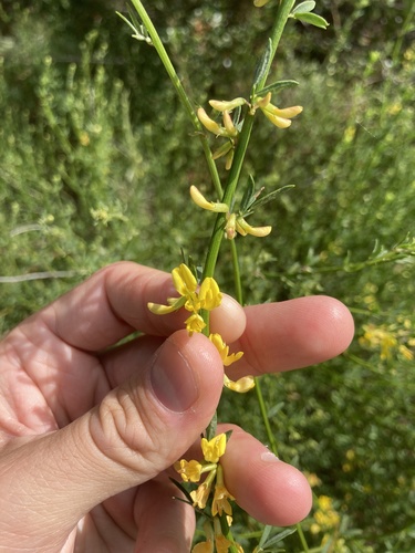 iNaturalist observation photo of deerweed