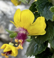 Verbascum levanticum