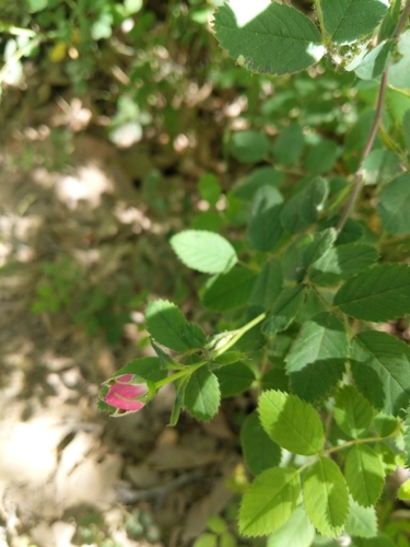 California Wild Rose (Rosa californica)
