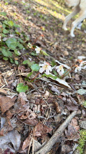 Shortia galacifolia, photograph 4