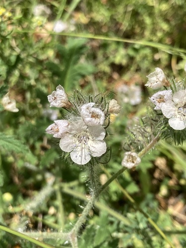 iNaturalist observation photo of caterpillar scorpionweed