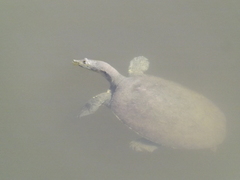 Apalone spinifera pallida