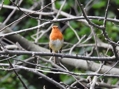 Erithacus rubecula