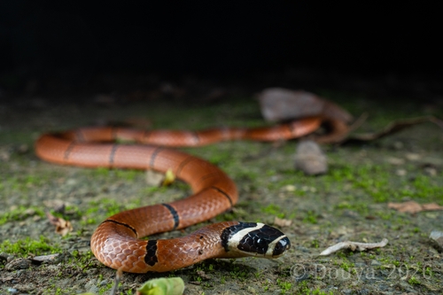 Kellogg's Coral Snake