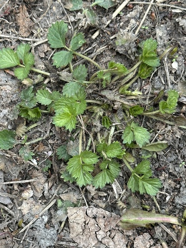 rough cinquefoil (Potentilla norvegica)