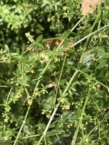 iNaturalist observation photo of bedstraws