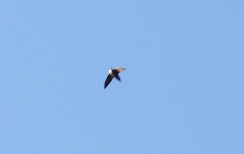 Chimney Swift (Chaetura pelagica), photo 5