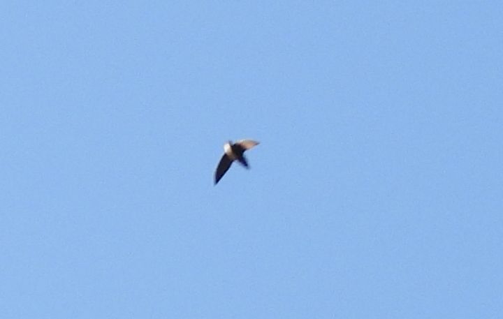 Chimney Swift (Chaetura pelagica), photo 6