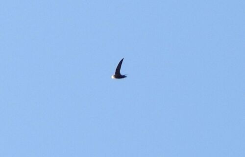 Chimney Swift (Chaetura pelagica), photo 6