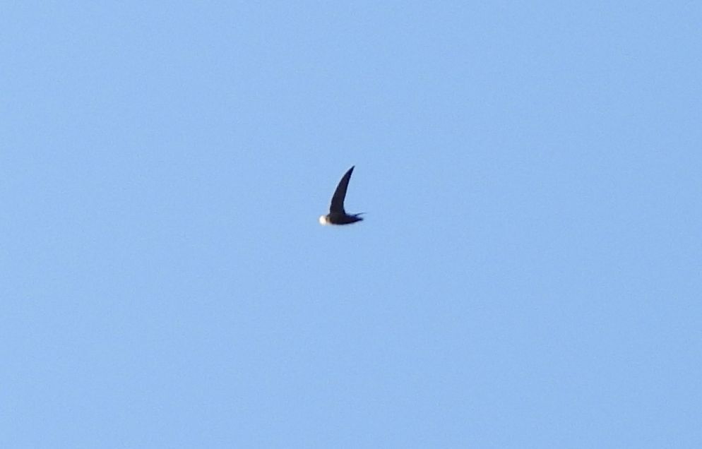 Chimney Swift (Chaetura pelagica), photo 7
