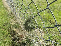 Thelesperma filifolium