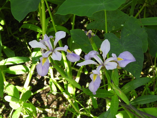 southern blue flag (Iris virginica)