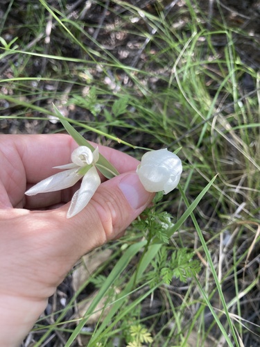 iNaturalist observation photo of White Globe Lily