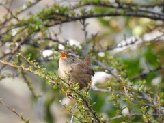 Troglodytes troglodytes