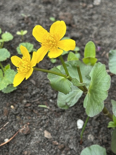 marsh marigold (Caltha palustris)