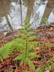 Athyrium asplenioides