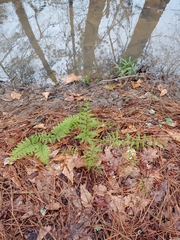 Athyrium asplenioides