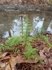 Athyrium asplenioides