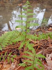 Athyrium asplenioides