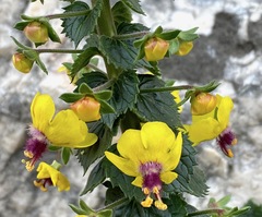 Verbascum levanticum