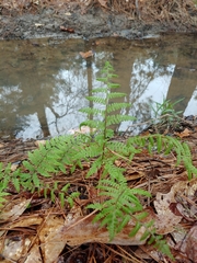 Athyrium asplenioides