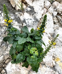 Verbascum levanticum