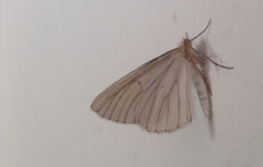 Neuromelia selectata