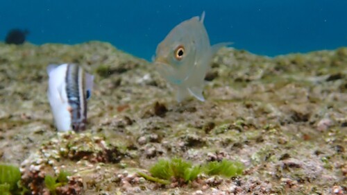 Noronha Wrasse