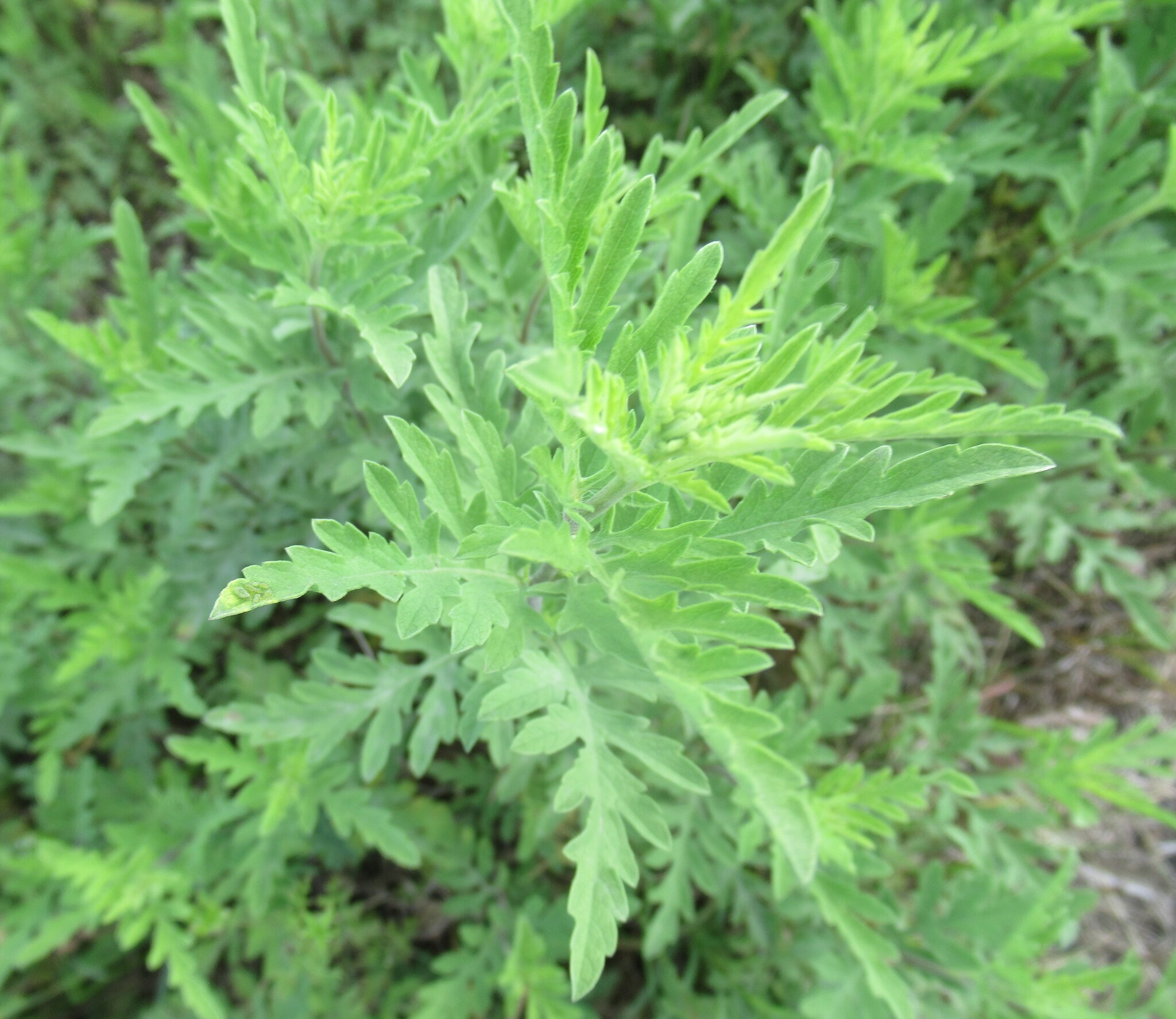 Perennial Ragweed (Ambrosia psilostachya)