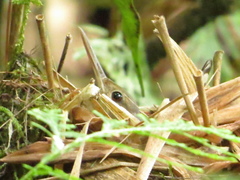 Ramphocaenus melanurus