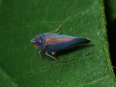 Omolicna