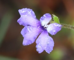 Dampiera hederacea