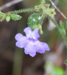 Dampiera hederacea