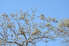 Gyrocarpus jatrophifolius