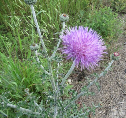 Texas Thistle (Cirsium texanum)