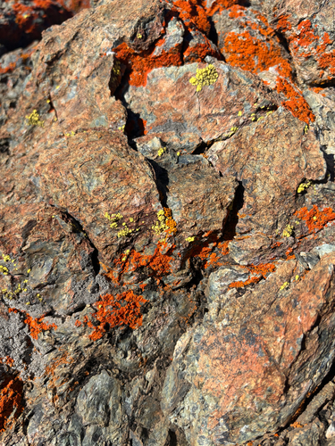 iNaturalist observation photo of Common Lichens