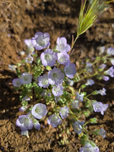 Douglas' Phacelia (Phacelia douglasii)