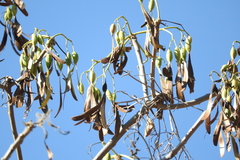 Gyrocarpus jatrophifolius