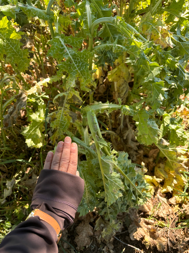 iNaturalist observation photo of milk thistle