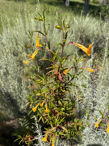 iNaturalist observation photo of orange bush monkeyflower