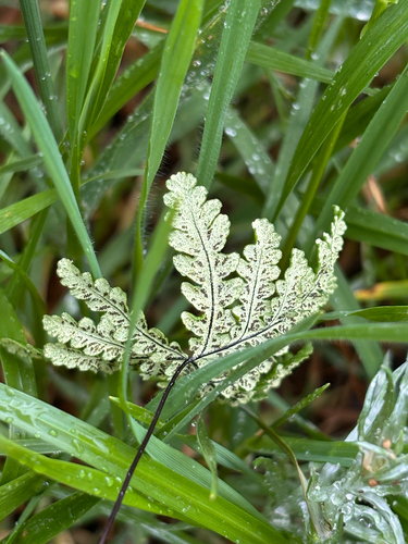 iNaturalist observation photo of goldback fern