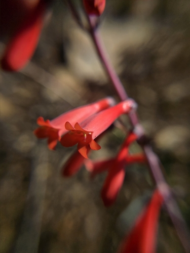 scarlet bugler (Penstemon centranthifolius)